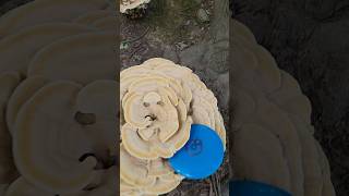 FUNgi  Berkeleys Polypore woodsgolf discgolf whatafind [upl. by Lesnah]