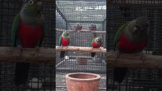 Crimson bellied conures conure conurebreed bangaluru breeding birds [upl. by Eilema]