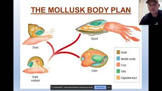 Mollusca Characteristics and Anatomy [upl. by Wolfgram574]