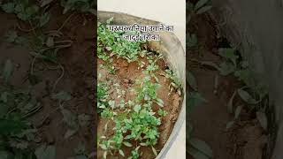 Ghar par dhaniya ugane ka jaadui tarika plants gardening kitchentips homeplants autoplant [upl. by Yllus]