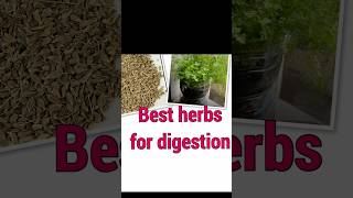 How to grow organic herbs at home gardening herbgardening herbgrowing diy easywaytogrowherbs [upl. by Jer]