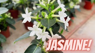 Madagascar Jasmine Plant Care Stephanotis Floribunda  How to Grow Madagascar Jasmine [upl. by Nahttam]