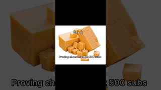 Proving cheese can get 500 subs day 6 [upl. by Wolfe]