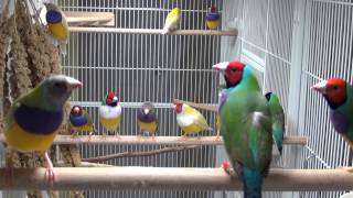 Beautiful Lady Gouldian Finches [upl. by Weisler]