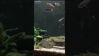 Cyprichromis leptosoma attacking the new Aquarium Coop Magic Feed [upl. by Matuag948]