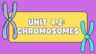 Unit 42 Chromosomes [upl. by Aurea783]