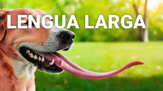 Descubre qué animal posee la lengua más larga del mundo [upl. by Kilian]