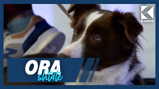 Ora 7  Pse duhet të pasur një qen të racës Border Collie Flet Lumbardh Zagragja [upl. by Noirrad227]