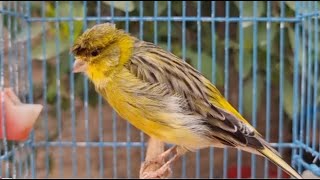 Canary Bird Singing Training Singh Song Beautiful [upl. by Beauregard767]