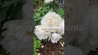 Peony “Gardenia”  Illinois Zone 5 Garden Shorts [upl. by Danielle56]