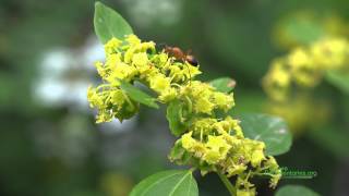 Insect Visitors of Jarusalem Thorn Paliurus spinachristi [upl. by Eeltrebor609]