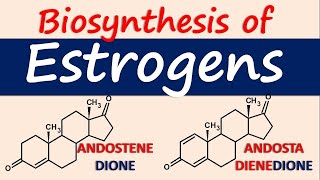 Estrogens  Biosynthesis and chemical synthesis [upl. by Idihsar848]