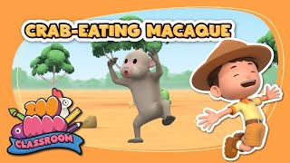 Learn about Crab Eating Macaque  Leo the Wildlife Ranger  Animal Facts for Kids [upl. by Eatnoj]