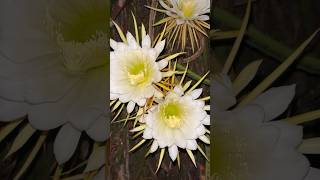 Night Blooming Cereus  Rare Flowers gardening succulents floweringplants youtubeshorts [upl. by Evreh]