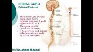 3 Spinal Cord  External Features  Neuroanatomy 3 Dr Ahmed Kamal [upl. by Viviana]