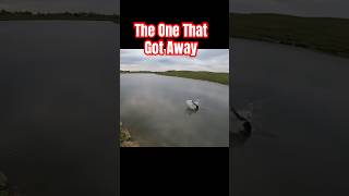 Giant Fish On Bobber fishing bassfishing fishingfail mad angry sad fishingvideo bigfish [upl. by Deron]