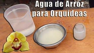 Agua de Arroz para las Orquídeas  Orquiplanet [upl. by Horbal]