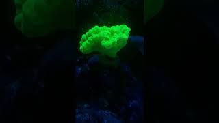 caulastrea hulk greeeenn reeftank viral reels reef reeftank saltwaterfishtank [upl. by Ajam]