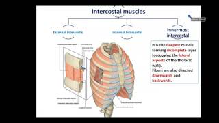 Overview of Thorax 1  Thoracic Wall  Dr Ahmed Farid [upl. by Solis545]