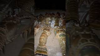 MINI LOBSTER SEASON 2024 florida fishing viral seafood [upl. by Irreg]