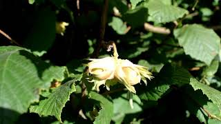 A gunslebert cobnut close up [upl. by Anaitsirhc]