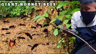 😲 fascinating to watch Giant Hornets doing the excavation work underground and carrying the soil out [upl. by Obadiah]