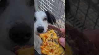 just a small bit just the corner dog funny pets bordercollie rescuedoglove instadog puppy [upl. by Yecam]