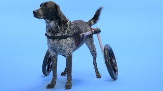 How to Measure Your Dog for Handicapped Pets Wheelchairs  Chewy [upl. by Wallache]