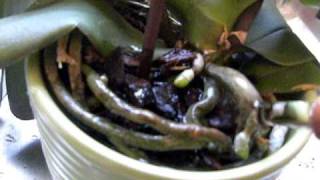 HOW TO WATER a Phalaenopsis ORCHID in Bark medium [upl. by Rothberg796]