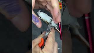 I found an electric lure fishingvideo lurefishing bigfishing baitcaster silure fishing [upl. by Eissoj598]