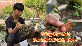 Trồng Mai Phôi Bao Lâu Thì Ghép Được  Ghép Mai Vàng  Mai Vàng Duy Hiếu [upl. by Eilujna]