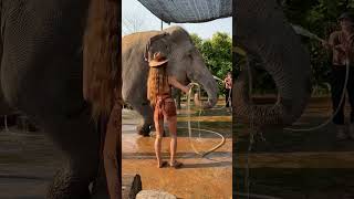 How We Rescued Elephants  From Former Tourist Attractions to Rescued Elephants  Saving Elephants [upl. by Eehsar]