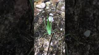 The Elegant Grasshopper Capturing Nature’s Beauty Up Close nature animals trees [upl. by Earas150]