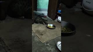 surcharge sabkosamajhaayega cutebabies vlog cuteanimal [upl. by Hoeve]