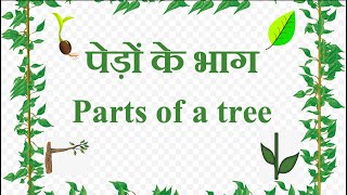 Parts of a Tree in Hindi And English  पेड़ों के भाग  Parts Of A Plant [upl. by Matthieu]