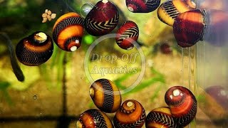 Red Racer Nerite Snails Rare snails for Aquariums [upl. by Fleda530]