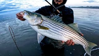 Shore Fishing for Striped Bass with Fluke amp Top water topwater zman heddon newbrunswick [upl. by Mikaela]