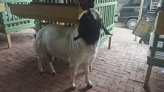 The biggest boer goat 128 kilos in village farm  Boer goat Farming in village [upl. by Eltsyrk]