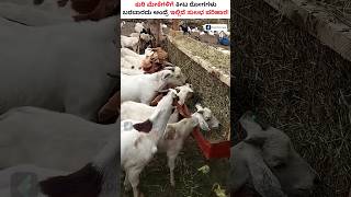 How to Protect Sheep and Goat from Insects shorts SheepFarming GoatFarming [upl. by Attaynek]