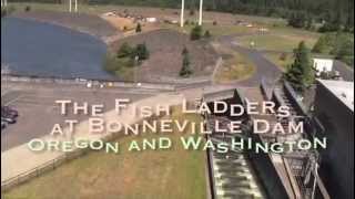 The Fish Ladders at Bonneville Dam [upl. by Atikram]