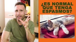 ¿Es normal que mi gato tenga espasmos y temblores cuando está dormido [upl. by Naloj701]