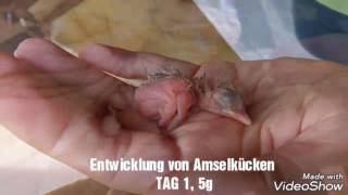 Entwicklung Amsel Tag 1 9 [upl. by Ednil]