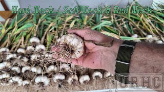 Garlic Harvest 2024 [upl. by Galatia]