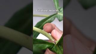 Ants On Philodendrons  GOOD or Bad Extrafloral Nectaries Explained [upl. by Nevai]