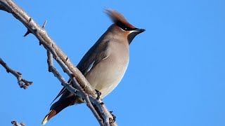 The Waxwing and its call HD [upl. by Llatsyrk]