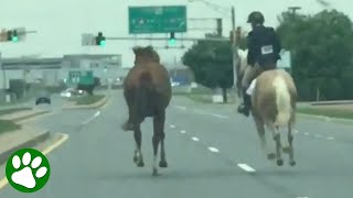 16yearold girl chases horse on highway [upl. by Anenahs]