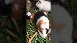 Guinea Pig Sound Loud guinea pig 5 [upl. by Riatsala]