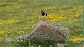 What does an oystercatcher sound like [upl. by Rhys]