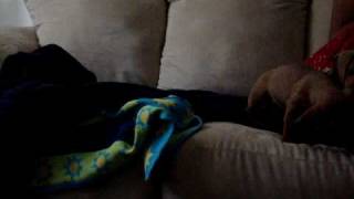 Dachshund Puppies Barking and Playing [upl. by Elfont]