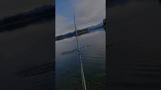 Salmon fishing in Alaska never gets old fishing flyfishing salmonfishing [upl. by Kursh]